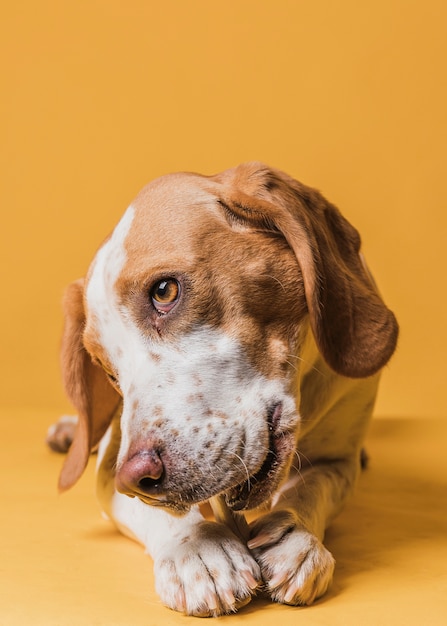 Close-up dog with beautiful eyes eating a bone