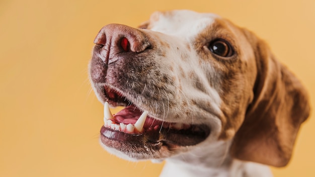 Foto gratuita cane del primo piano con sorridere degli occhi belli