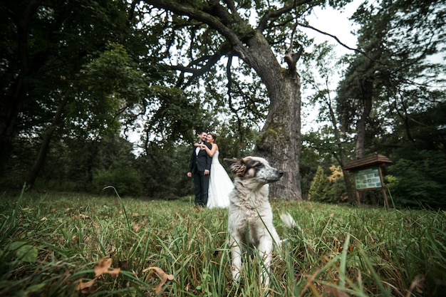 Close-up of dog with newlyweds background