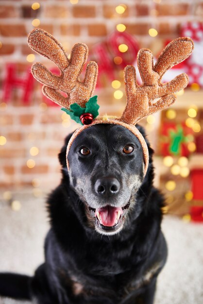 Close up of dog with reindeer's antlers