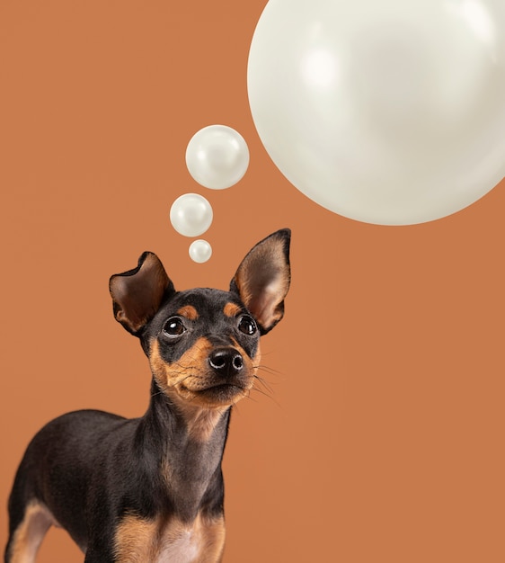 Close up on dog with thought bubble
