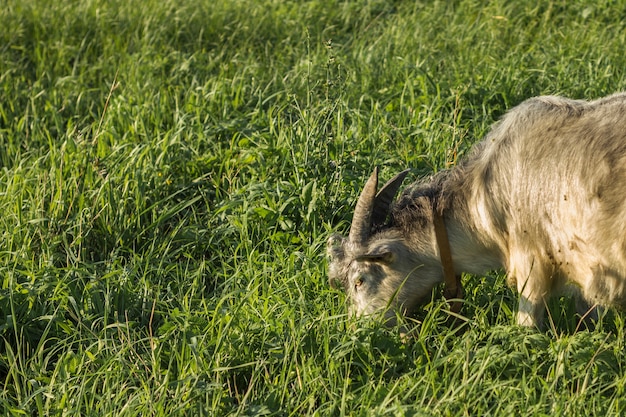 Close-up domestic goat eating at farm