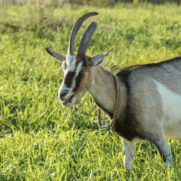 Close-up domestic goat in nature