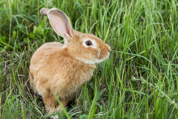 Close-up domestic rabbit at farm