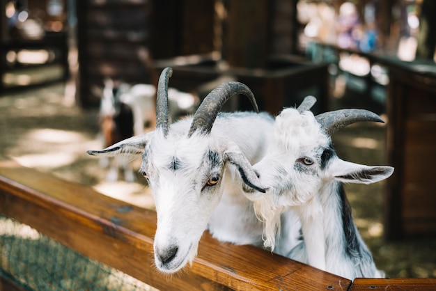 Close-up of domesticated white goats