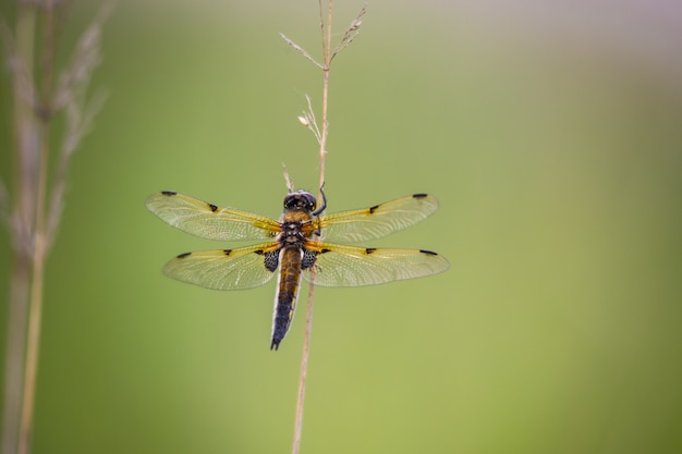 Close up of dragonfly on plant