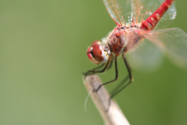 Free photo close-up of a dragonfly on a twig