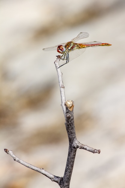 Free photo close up of dragonfly on twig