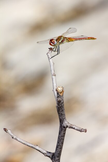 Close up of dragonfly on twig