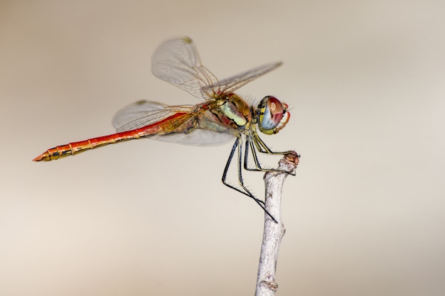 Close up of dragonfly on twig