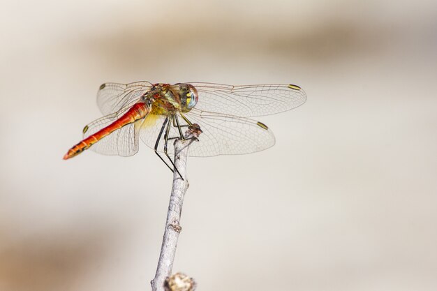 Close up of dragonfly on twig