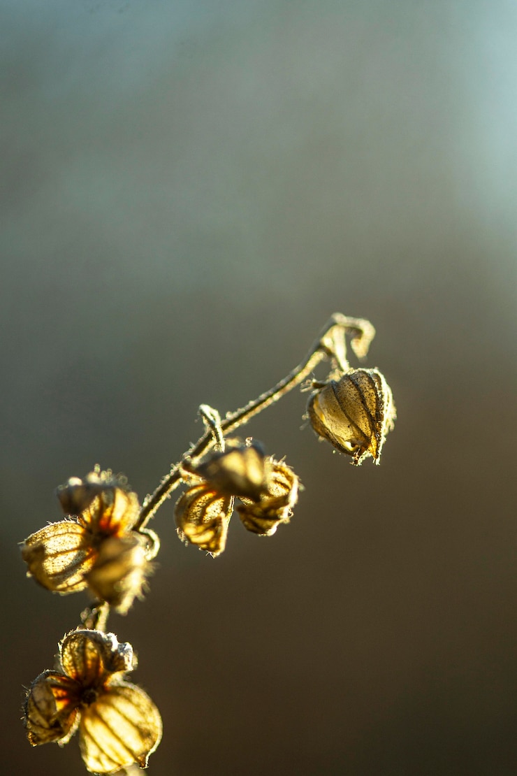 Free Photo close-up dried flowers