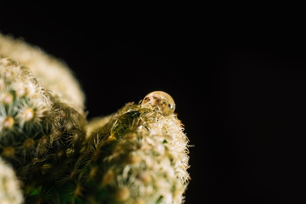 Close-up drop on cactus