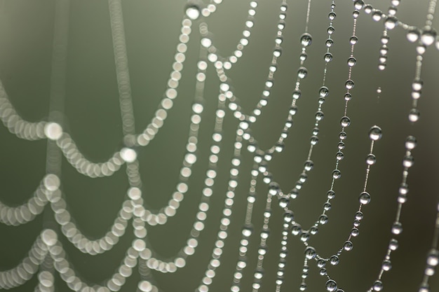 Close-up of drops of morning dew on a spider web in the early morning sun, natural abstract background.