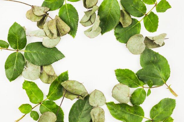 Close-up of dry and fresh leaves on white background