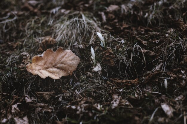 Close-Up   Dry Leaves