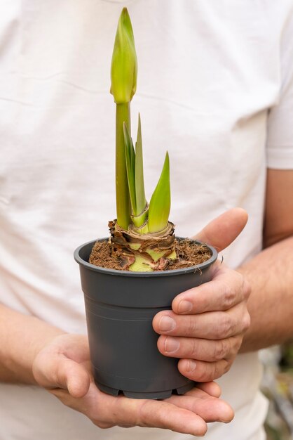 クローズアップのエレガントな観葉植物