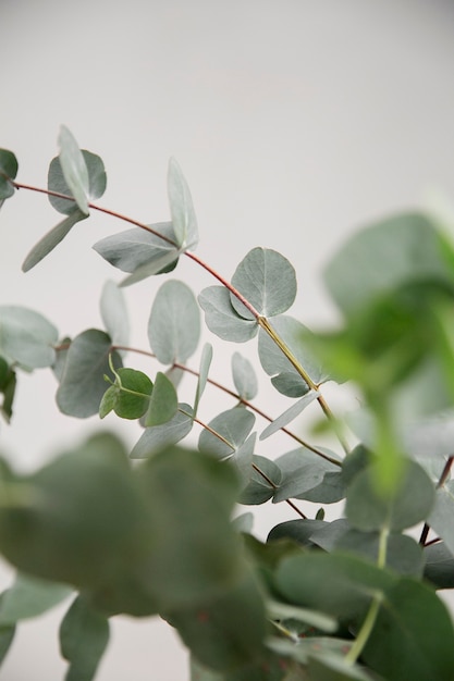 Close up on eucalyptus plant