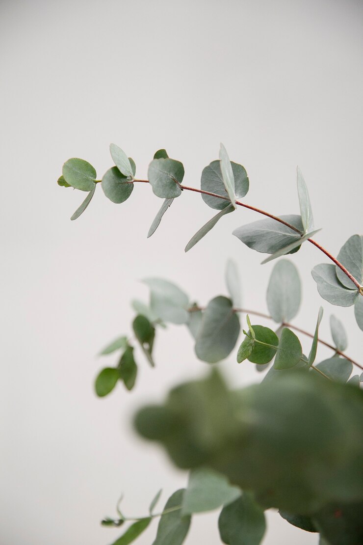 Free Photo close up on eucalyptus plant