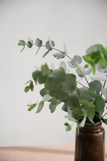Close up on eucalyptus plant