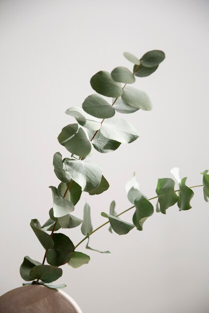 Close up on eucalyptus plant