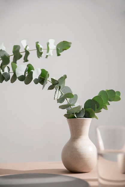 Close up on eucalyptus plant