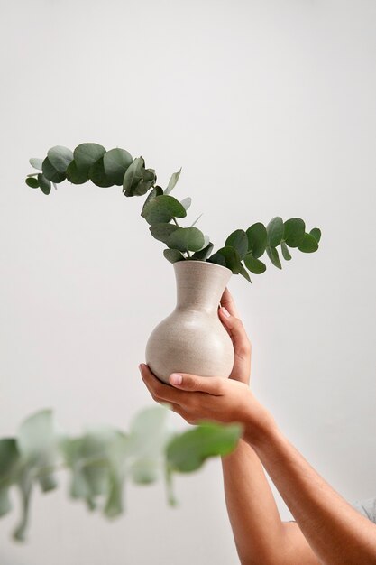 ユーカリの植物にクローズアップ