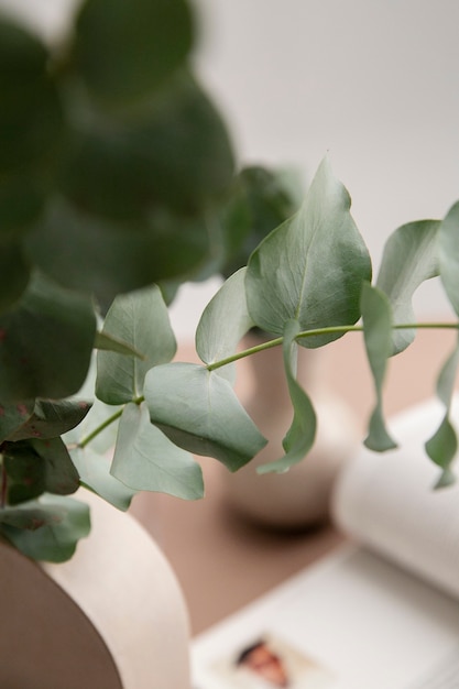 Close up on eucalyptus plant