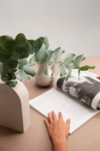 Close up on eucalyptus plant