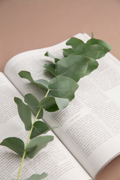 Close up on eucalyptus plant