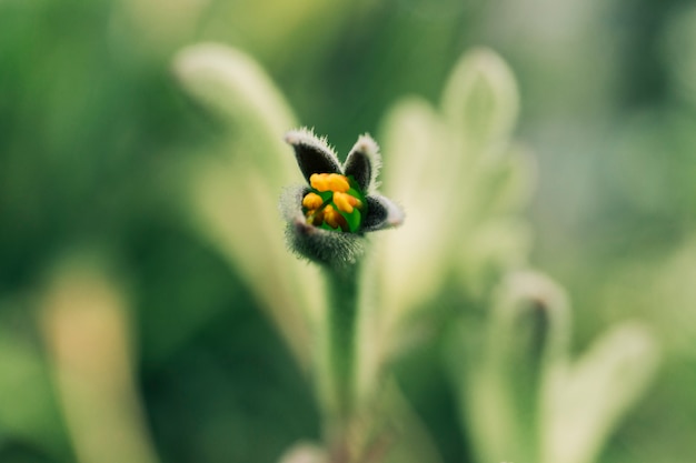 Free photo close-up of exotic bud blooming