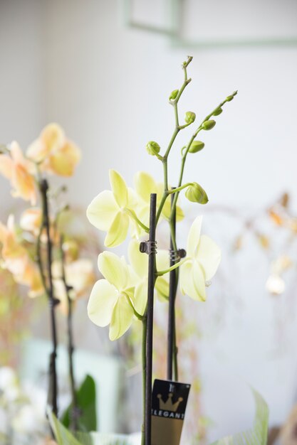 Close-up of an exotic orchid flower with buds