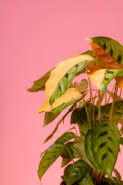 Close up exotic plant still life
