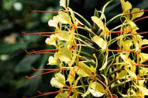 Foto gratuita chiuda sul fiore giallo esotico con fondo vago