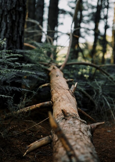 Close-up of a fallen tree in forest