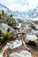 Free photo close-up of fallen tree on rocky landscape with snowy mountain