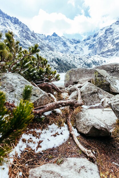 雪に覆われた山の岩の多い風景に倒れた木のクローズアップ