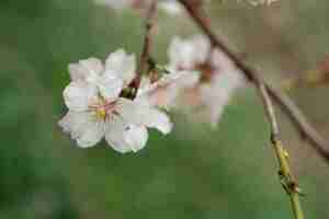 Foto gratuita primo piano del fantastico mandorli in fiore con gocce d'acqua