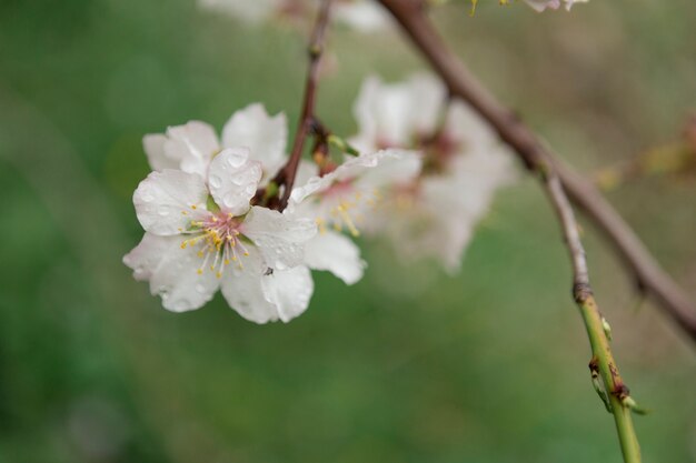 Close-up of fantastic almond blossom with water drops