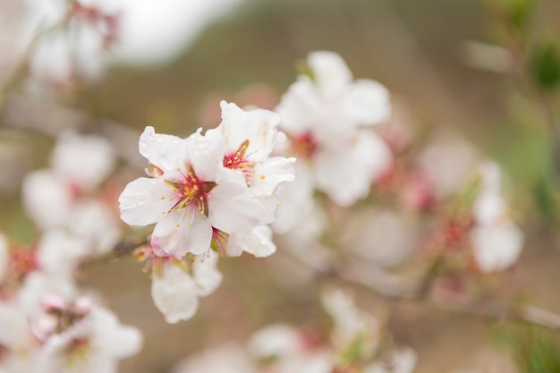 Close-up of fantastic almond blossoms