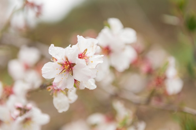 幻想的なアーモンドの花のクローズアップ