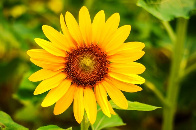 Close-up of fantastic sunflower