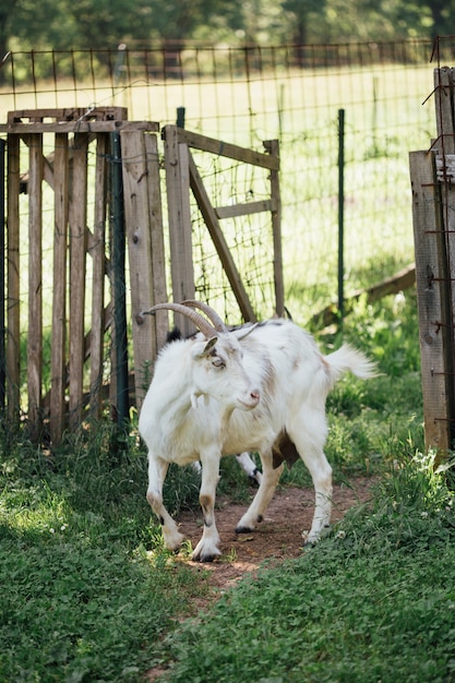 クローズアップ農場のヤギが馬小屋に入る