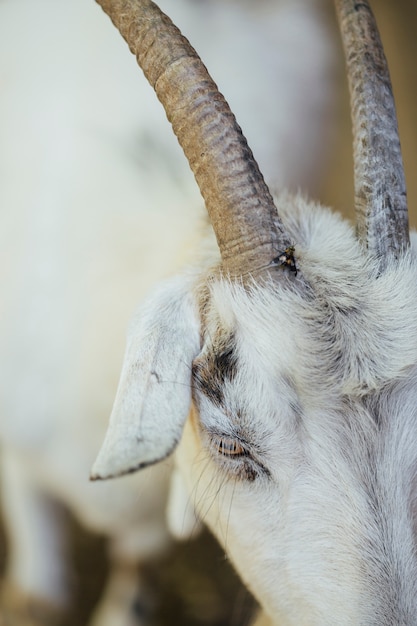 Close-up farm goat horns