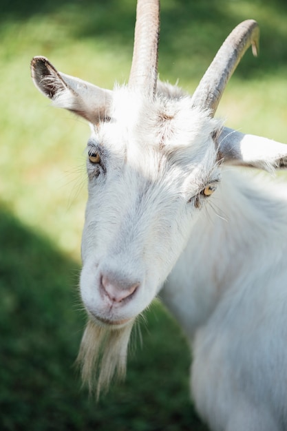 Close-up farm goat on pasture