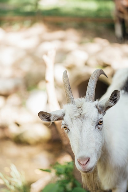 Close-up farm goat in stable