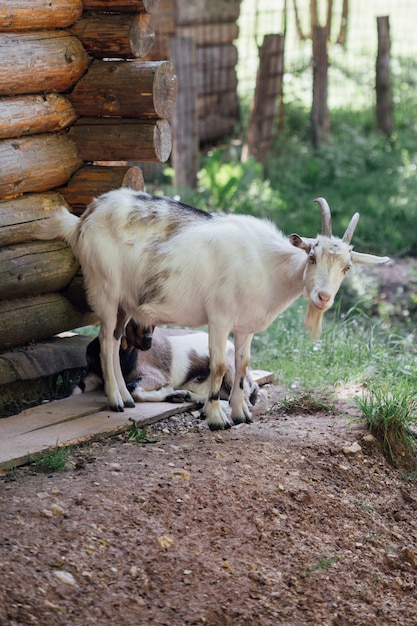Крупный план фермы коз в конюшне