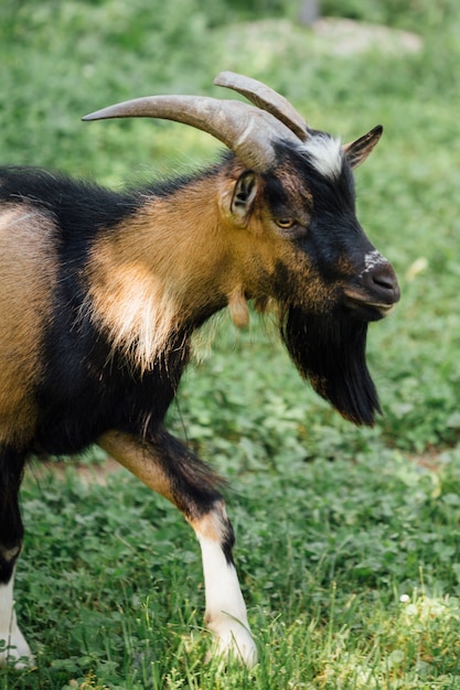 Free photo close-up farm goat walking on pasture