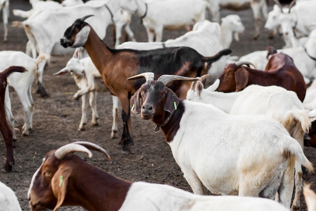 Close-up farm with goats