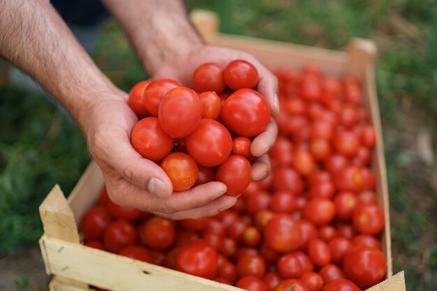 토마토 상자 위에 신선한 유기농 토마토를 손에 들고 있는 농부의 손을 닫습니다. 건강식